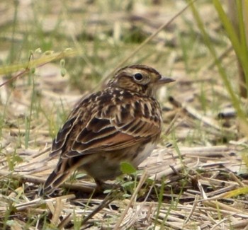 Eurasian Skylark 平塚田んぼ Mon, 11/28/2022