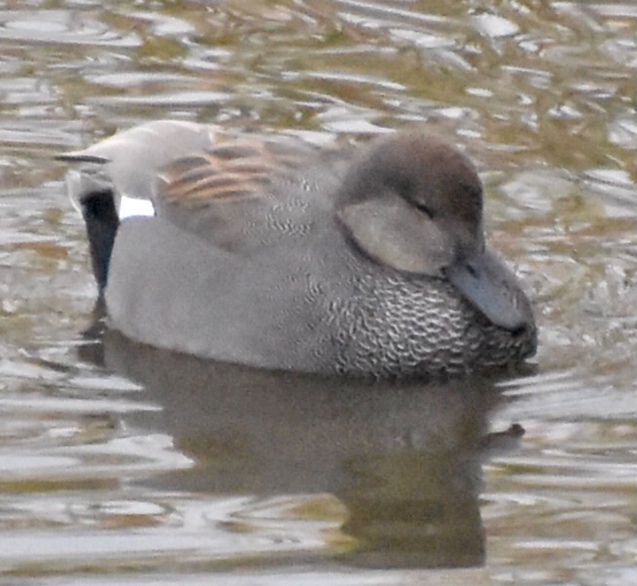 境川遊水地公園 オカヨシガモの写真