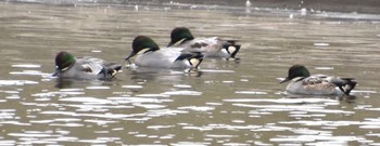 Falcated Duck 境川遊水地公園 Mon, 11/28/2022