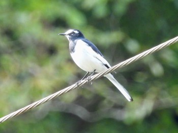 Japanese Wagtail 丹沢湖・世附川 Sun, 10/30/2022