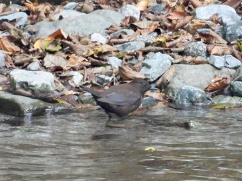 Brown Dipper 丹沢湖・世附川 Sun, 10/30/2022