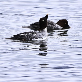 Barrow's Goldeneye Yamanakako Lake Mon, 11/28/2022