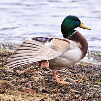 2022年11月28日(月) 山中湖の野鳥観察記録