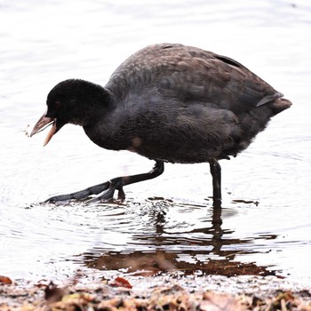 Eurasian Coot Yamanakako Lake Mon, 11/28/2022