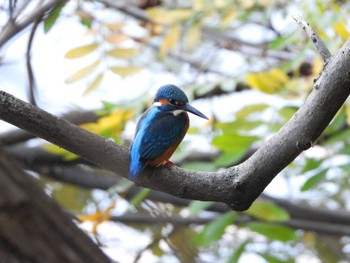 Mon, 11/28/2022 Birding report at Hattori Ryokuchi Park