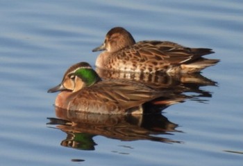 2022年11月27日(日) 岡山県笠岡市の野鳥観察記録