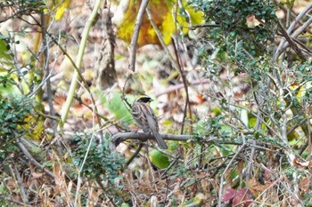 Yellow-throated Bunting 但馬市 Sat, 11/26/2022