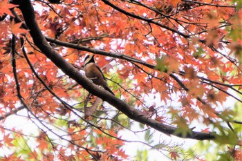 Varied Tit 樗谿公園 Sun, 11/27/2022