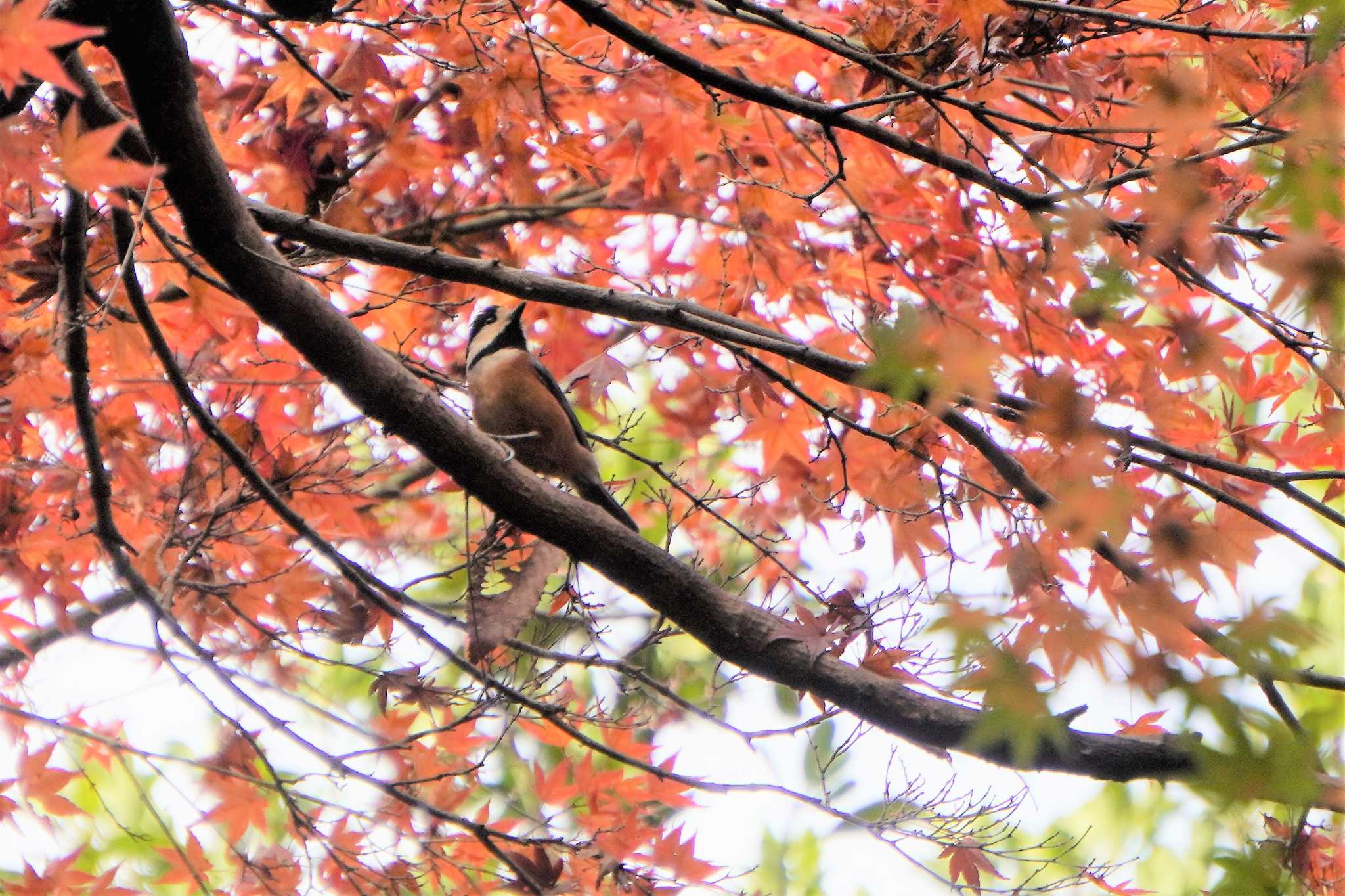 Photo of Varied Tit at 樗谿公園 by jasmine