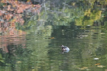 カイツブリ 樗谿公園 2022年11月27日(日)