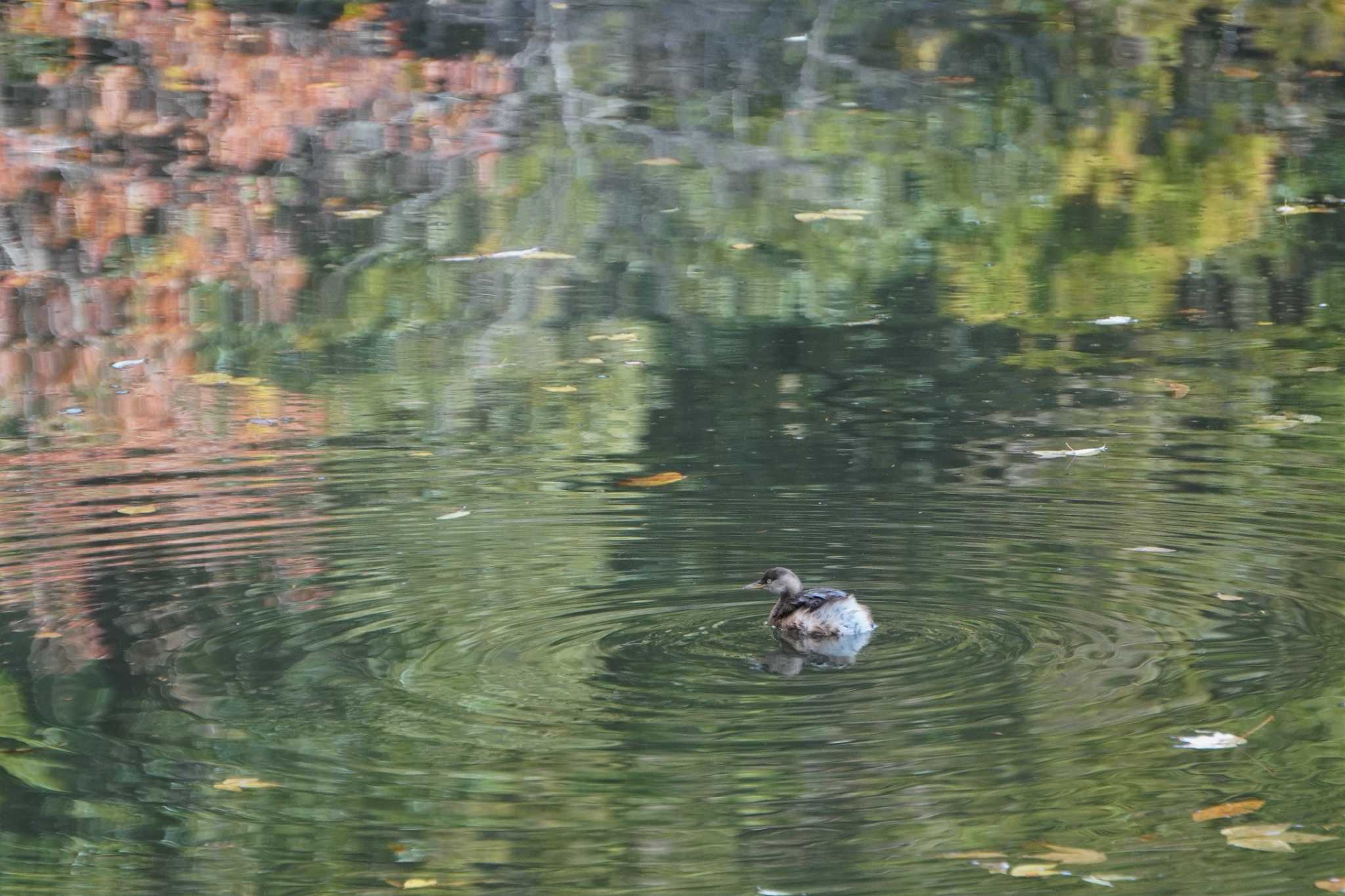 Photo of Little Grebe at 樗谿公園 by jasmine