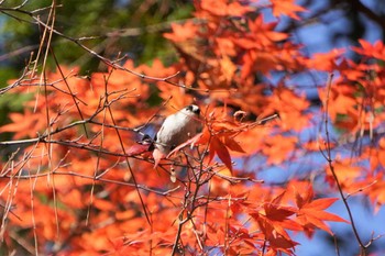 2022年11月27日(日) 樗谿公園の野鳥観察記録