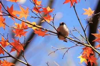 エナガ 樗谿公園 2022年11月27日(日)