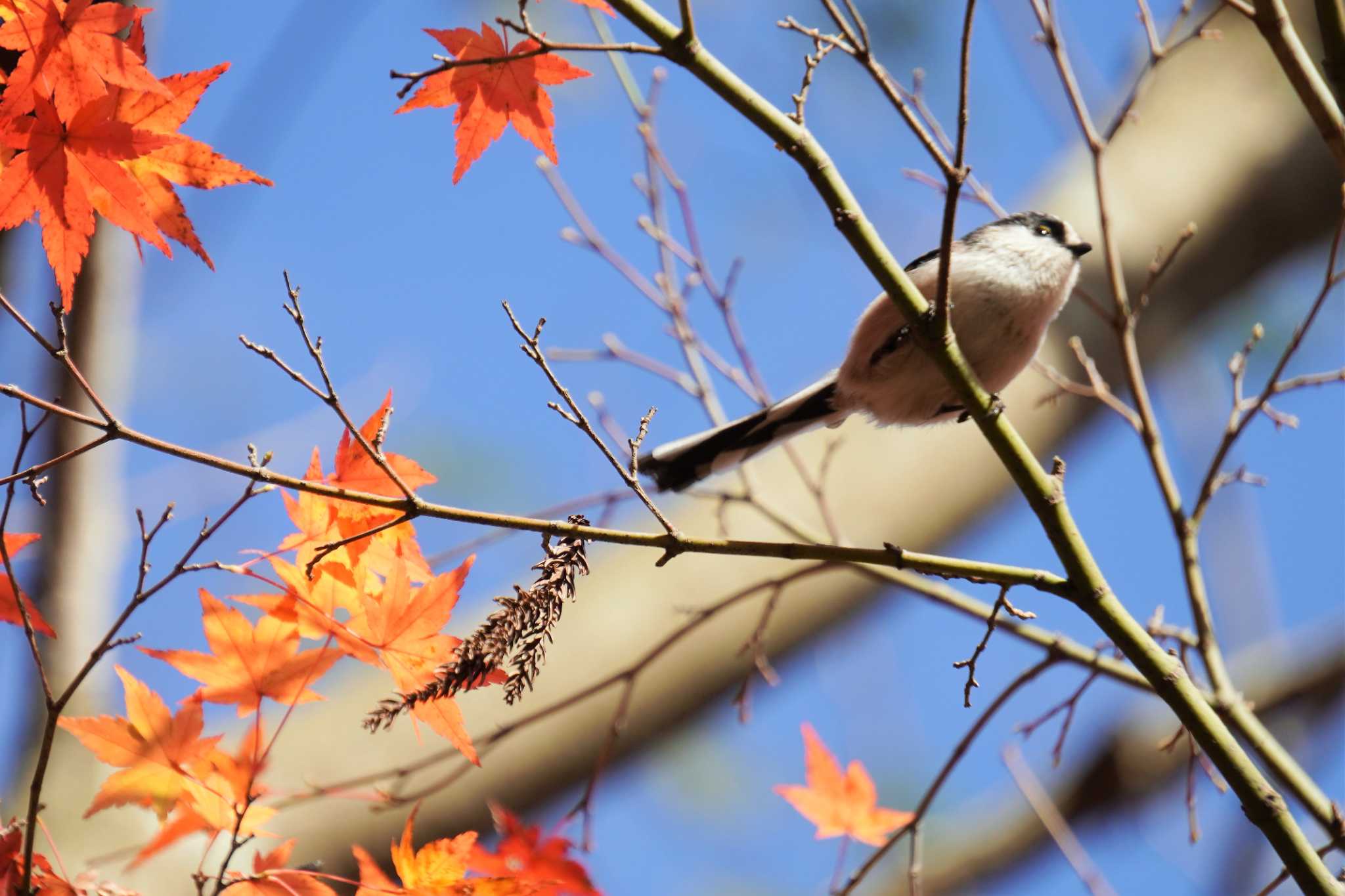 樗谿公園 エナガの写真