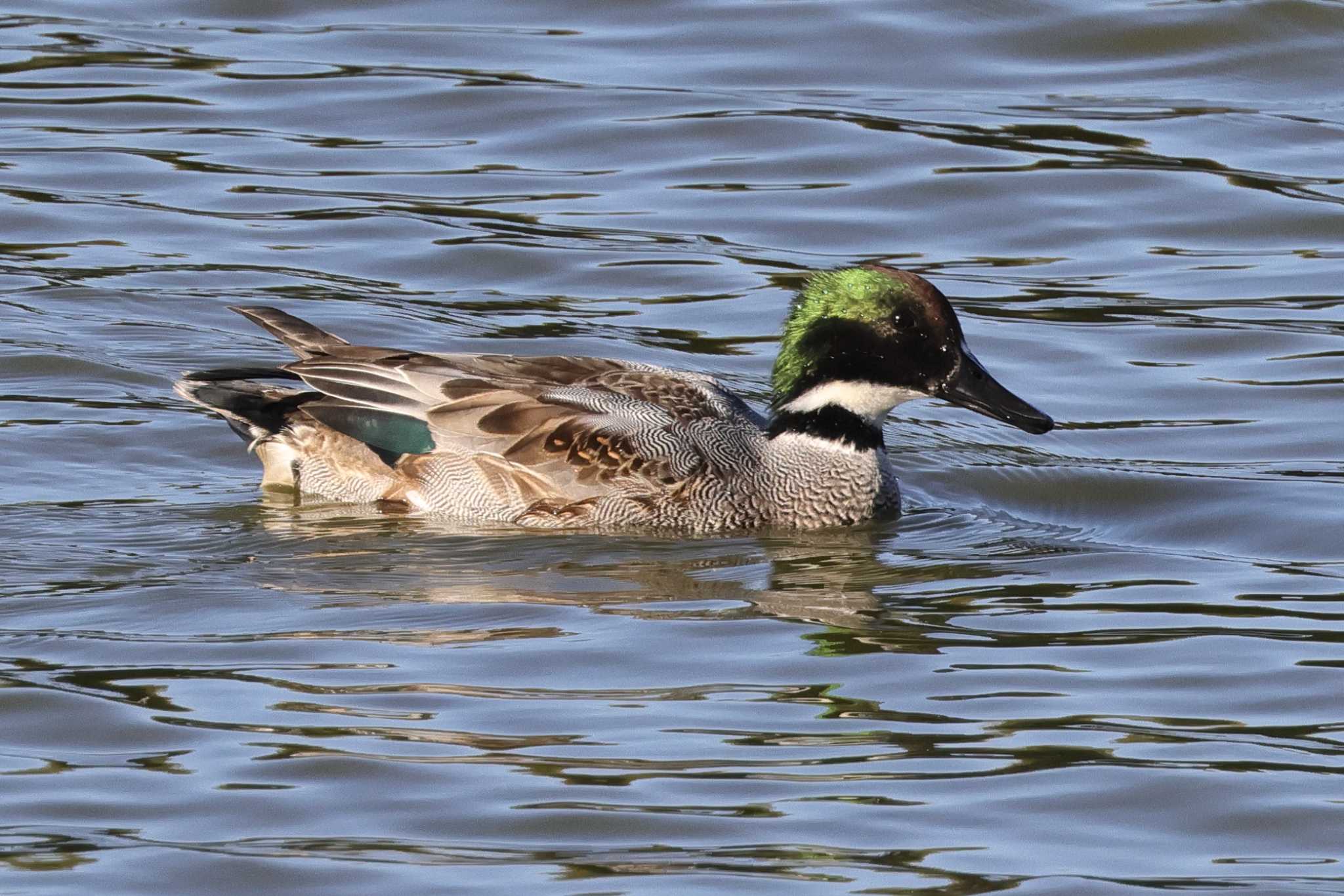 洲原公園 ヨシガモの写真 by toshi