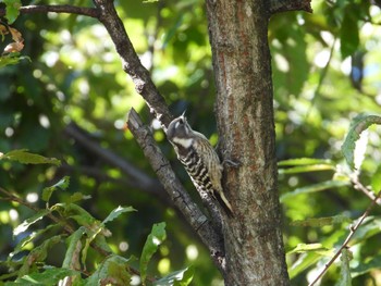 Japanese Pygmy Woodpecker びん沼自然公園 埼玉県富士見市 Sat, 10/29/2022