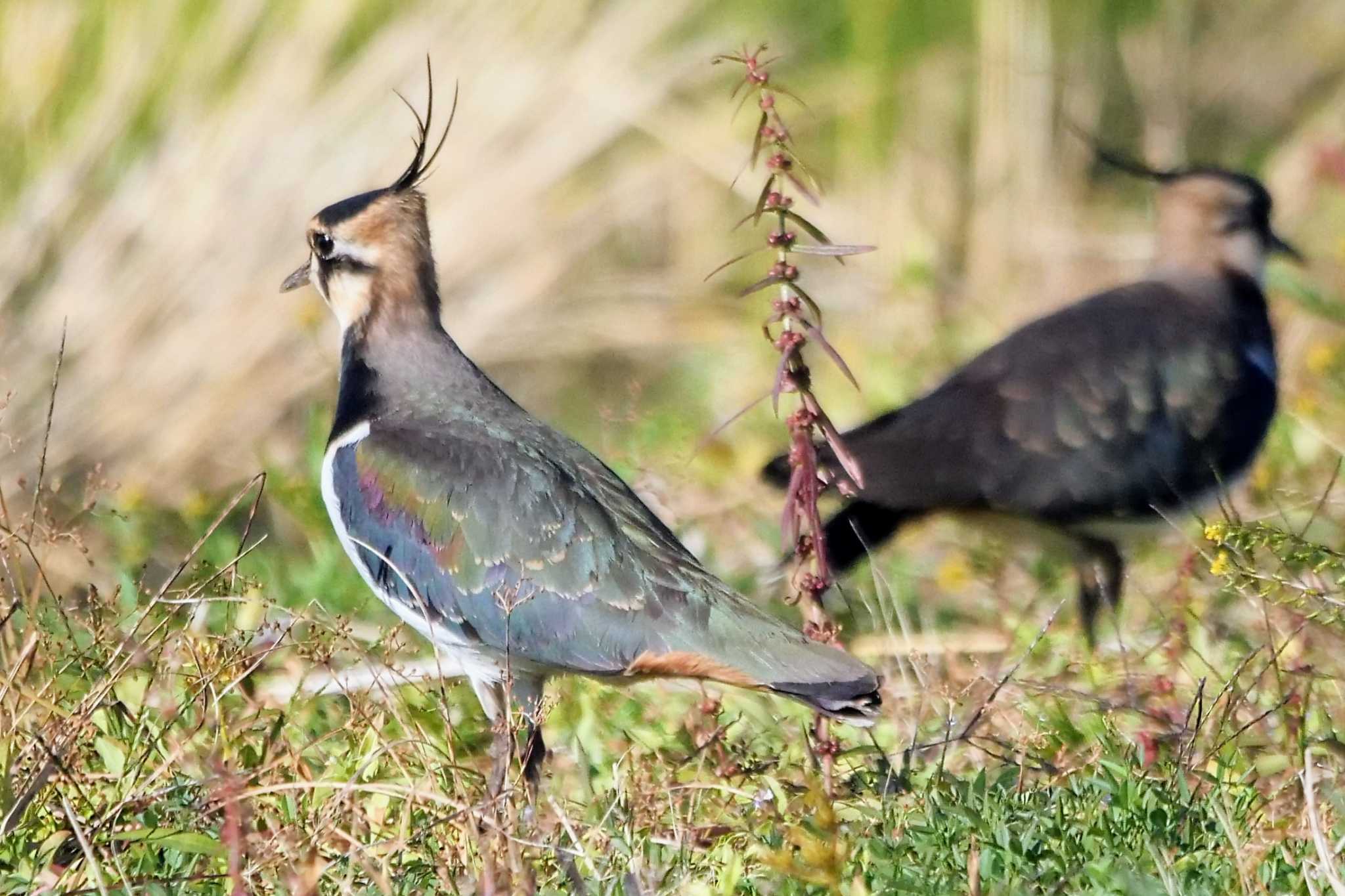 タゲリ