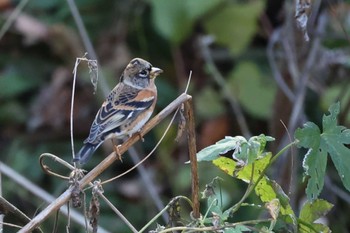 2022年11月27日(日) 松本市アルプス公園の野鳥観察記録