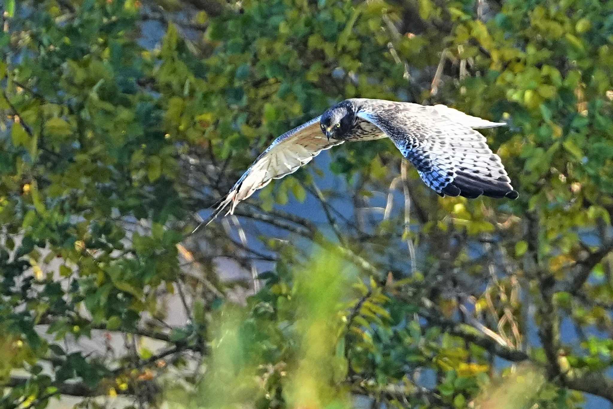 涸沼 チュウヒの写真