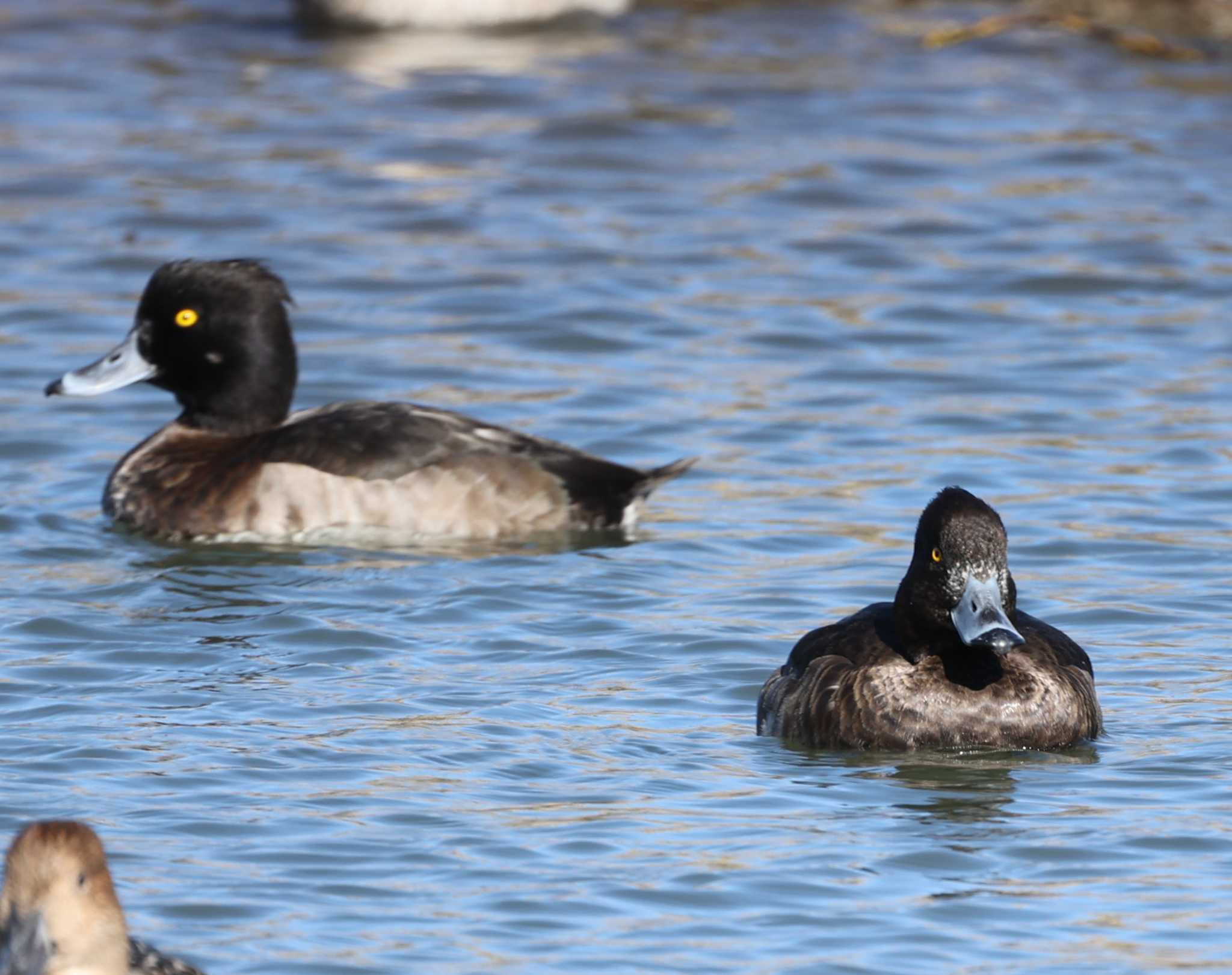 Tufted Duck