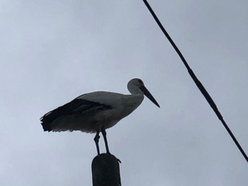 Oriental Stork 加東市 Tue, 11/29/2022