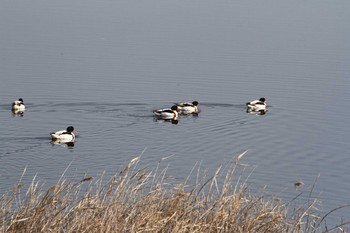 2013年1月12日(土) 五主海岸の野鳥観察記録