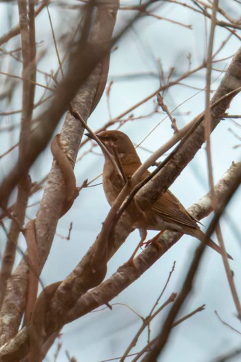 2022年11月29日(火) 宮城県民の森の野鳥観察記録