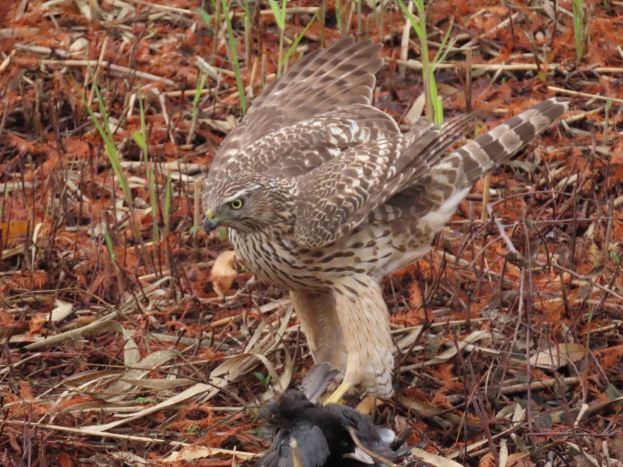 Photo of Eurasian Goshawk at Mizumoto Park by toritoruzo 