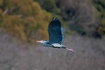 Grey Heron Akashi Park Fri, 2/23/2018