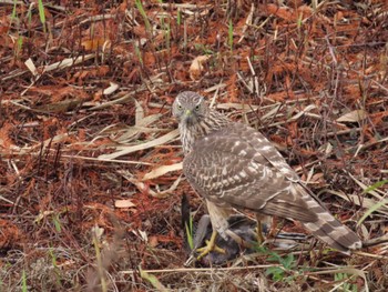 Eurasian Goshawk Mizumoto Park Tue, 11/29/2022