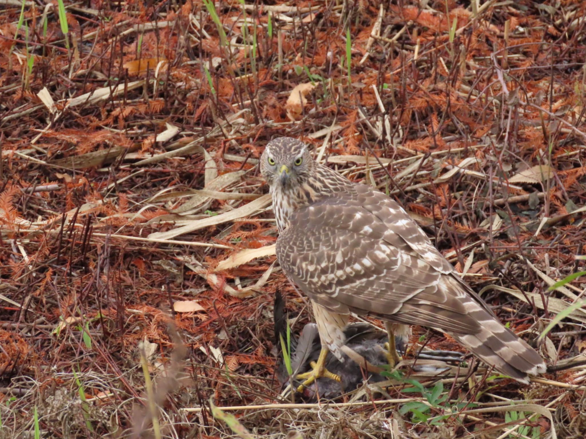 Photo of Eurasian Goshawk at Mizumoto Park by toritoruzo 