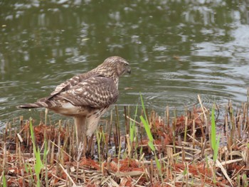 Eurasian Goshawk Mizumoto Park Tue, 11/29/2022