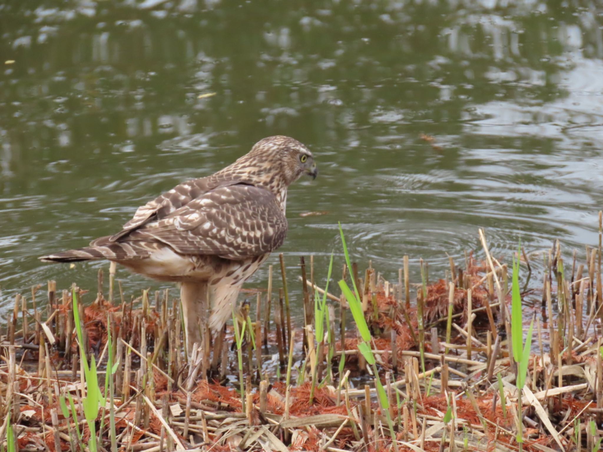 Photo of Eurasian Goshawk at Mizumoto Park by toritoruzo 