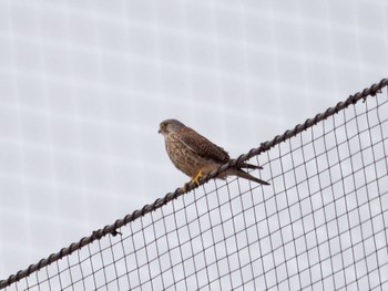 Common Kestrel Nagahama Park Tue, 11/29/2022