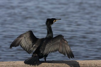 2010年4月10日(土) 五主海岸の野鳥観察記録