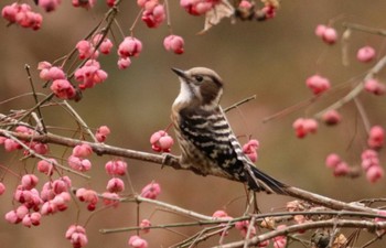 Japanese Pygmy Woodpecker Chikozan Park Tue, 11/29/2022