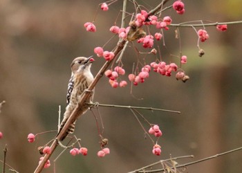 Japanese Pygmy Woodpecker Chikozan Park Tue, 11/29/2022