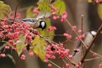 シジュウカラ 智光山公園 2022年11月29日(火)