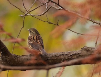 Masked Bunting Chikozan Park Tue, 11/29/2022