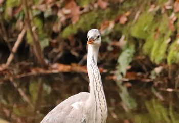 Grey Heron Chikozan Park Tue, 11/29/2022