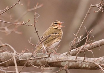 2022年11月29日(火) 入間川(笹井堰周辺)の野鳥観察記録