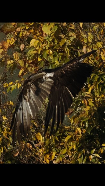 Osprey Unknown Spots Mon, 11/28/2022