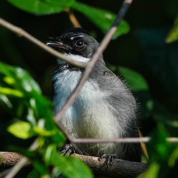 ムナオビオウギビタキ Khao Mai Keao Reservation Park 2022年11月28日(月)