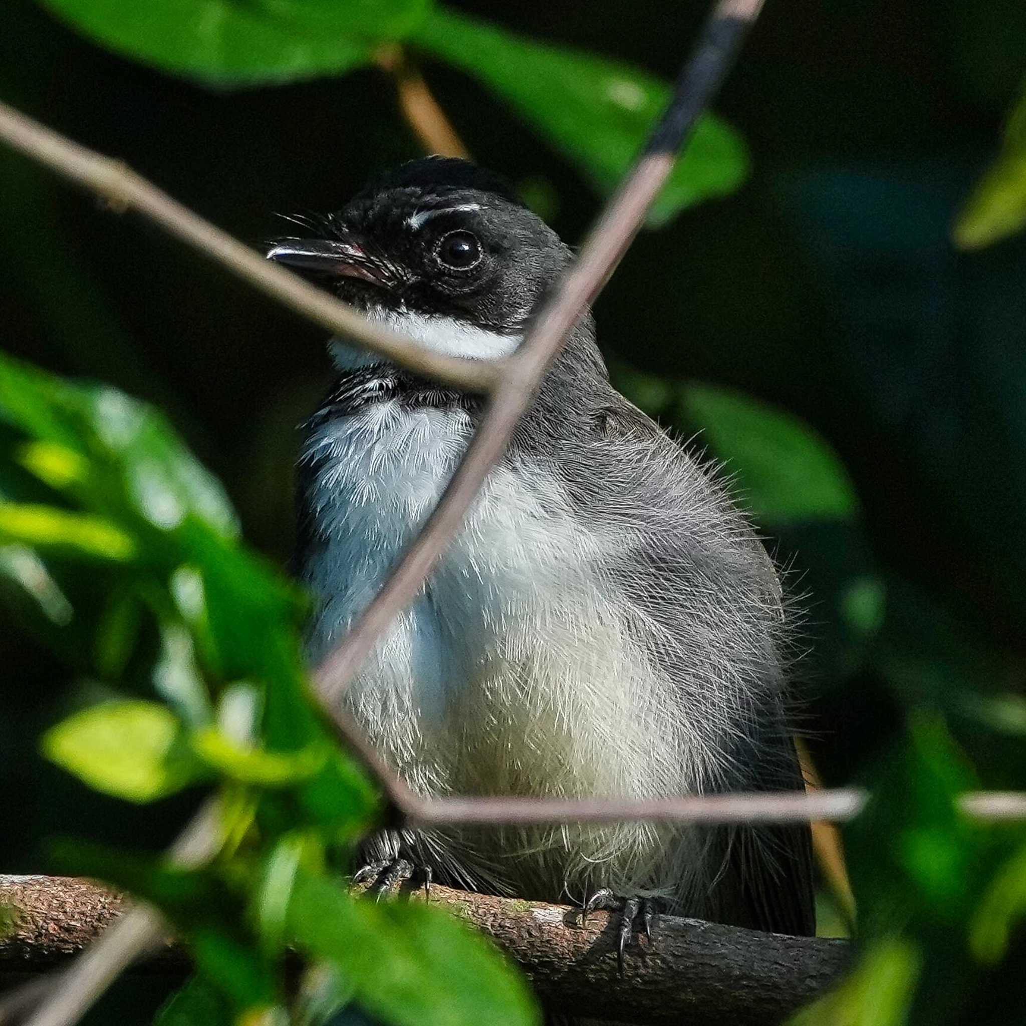 Khao Mai Keao Reservation Park ムナオビオウギビタキの写真 by span265