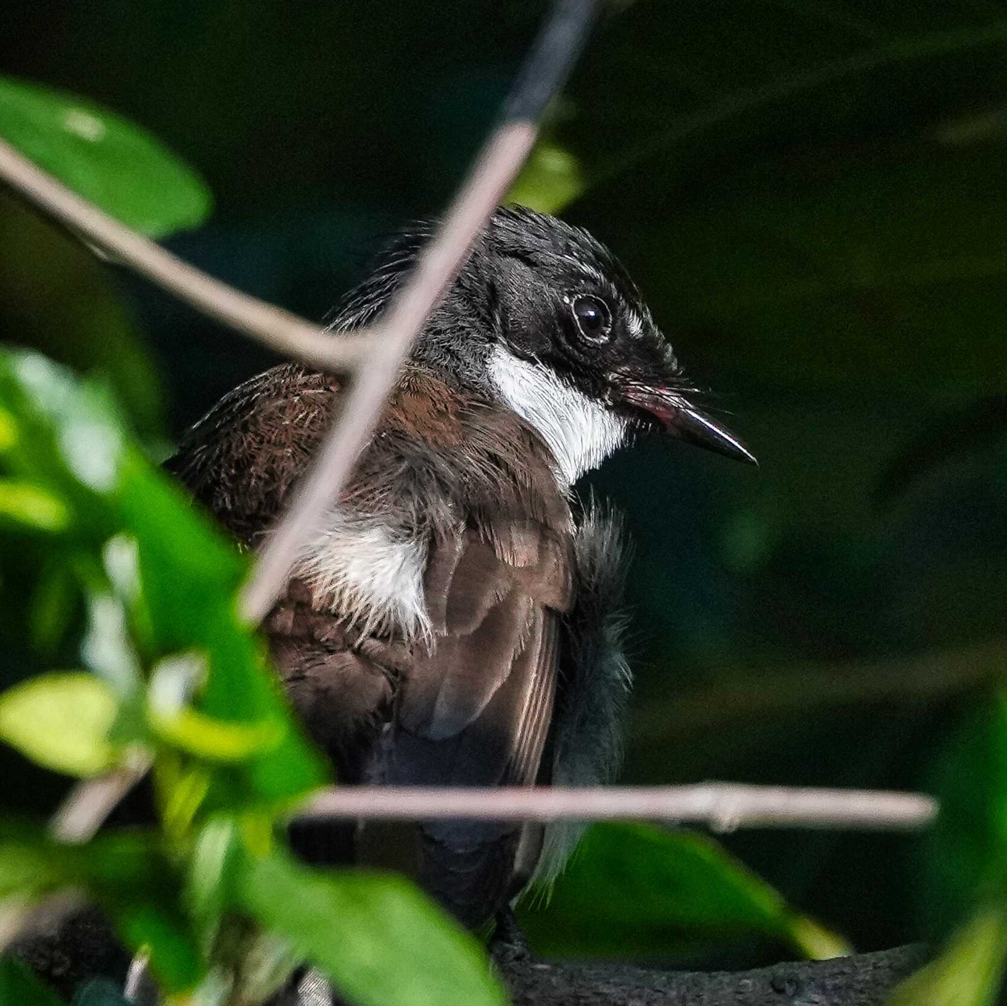 Khao Mai Keao Reservation Park ムナオビオウギビタキの写真 by span265