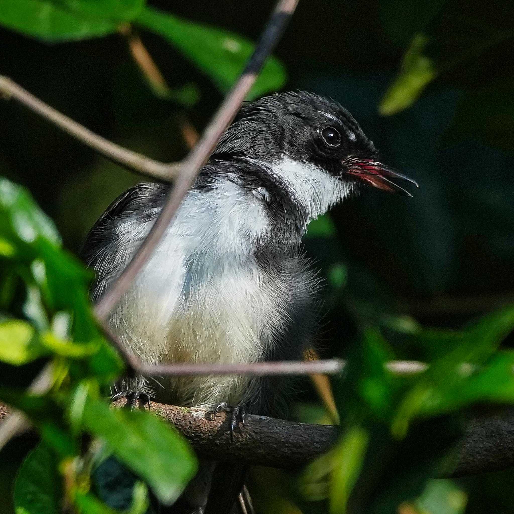 Khao Mai Keao Reservation Park ムナオビオウギビタキの写真 by span265