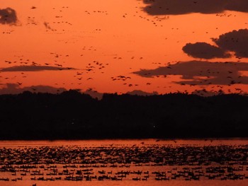 Sat, 11/26/2022 Birding report at Izunuma