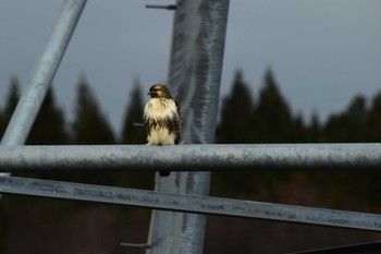 2022年11月26日(土) 浅布渓谷の野鳥観察記録