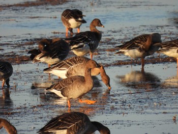 2022年11月27日(日) 伊豆沼の野鳥観察記録