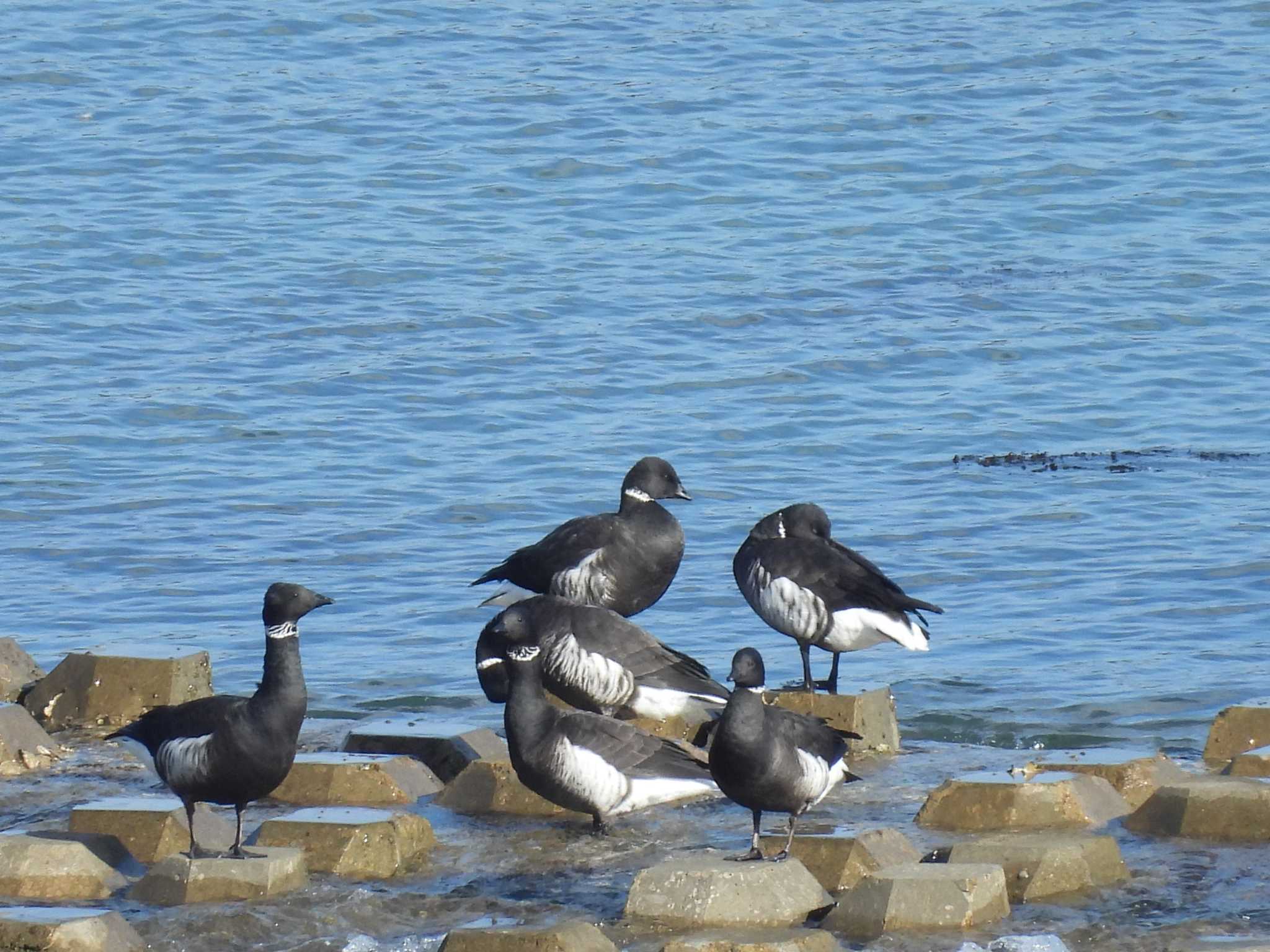 Brant Goose